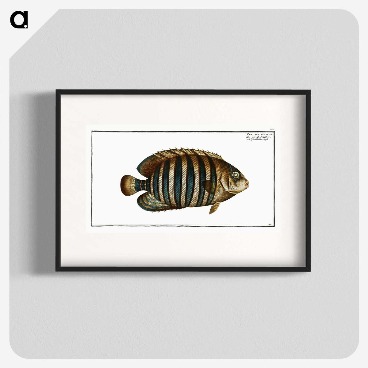 1-45_Ichtyologie-ou-Histoire-naturelle_blk