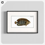 1-45_Ichtyologie-ou-Histoire-naturelle_blk