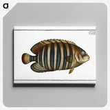 1-45_Ichtyologie-ou-Histoire-naturelle_canvas