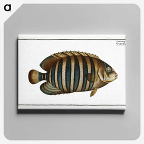 1-45_Ichtyologie-ou-Histoire-naturelle_canvas