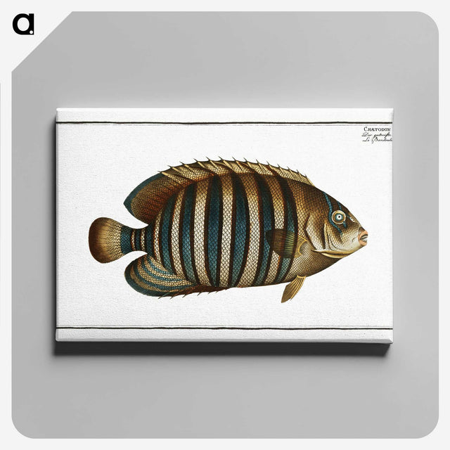 1-45_Ichtyologie-ou-Histoire-naturelle_canvas