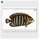 1-45_Ichtyologie-ou-Histoire-naturelle_picture-crop