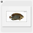 1-45_Ichtyologie-ou-Histoire-naturelle_picture