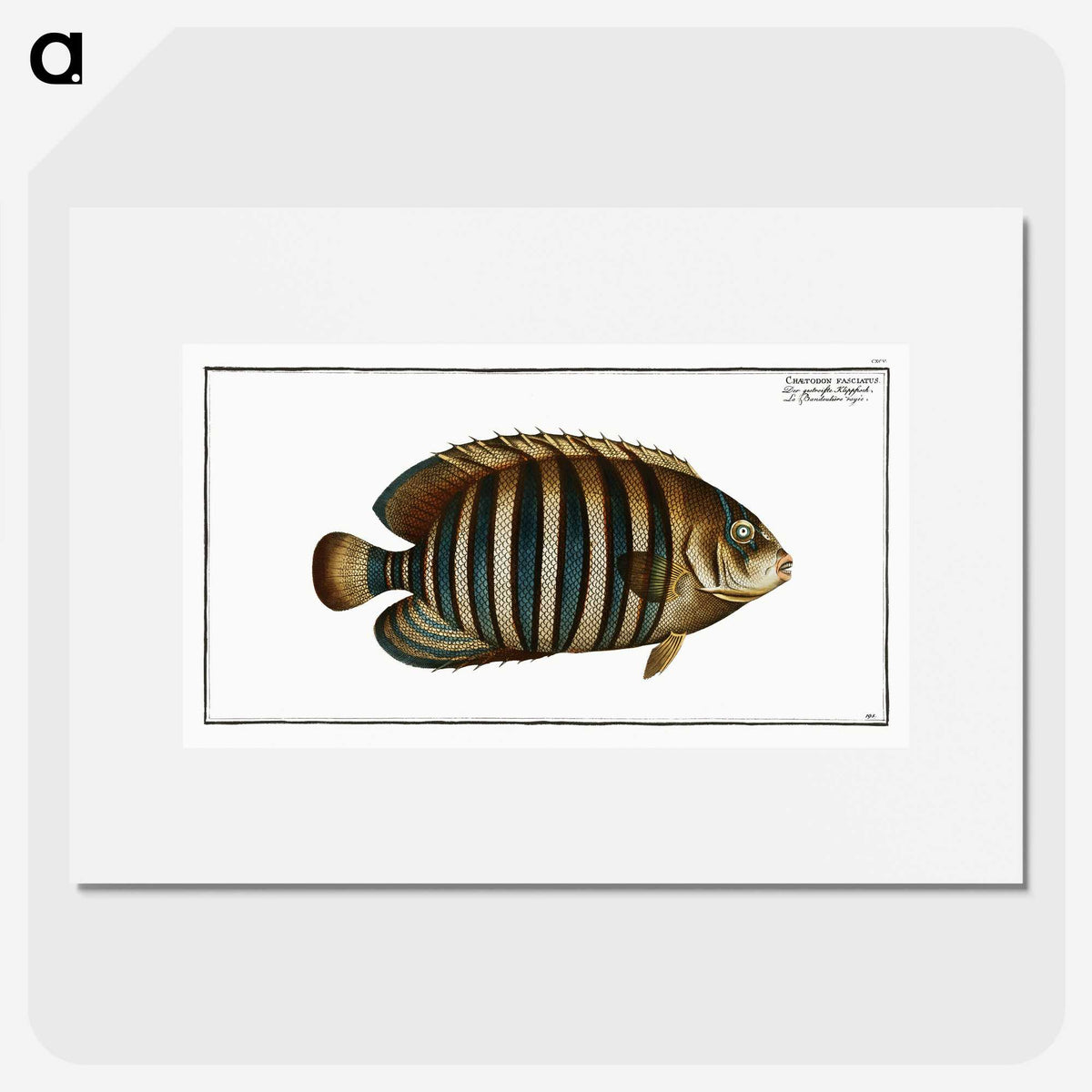 1-45_Ichtyologie-ou-Histoire-naturelle_picture
