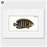 1-45_Ichtyologie-ou-Histoire-naturelle_picture
