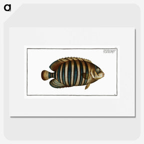 1-45_Ichtyologie-ou-Histoire-naturelle_picture