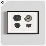 1-45_Indian-Zoology_blk
