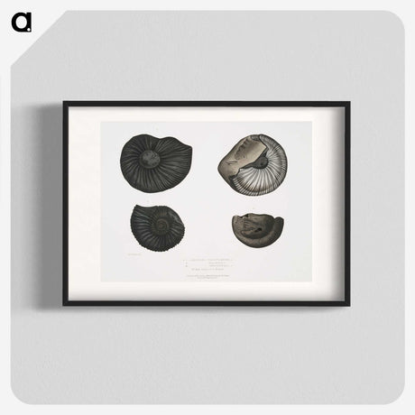 1-45_Indian-Zoology_blk