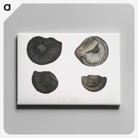 1-45_Indian-Zoology_canvas