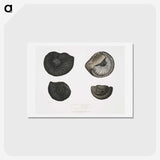 1-45_Indian-Zoology_hagaki
