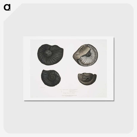 1-45_Indian-Zoology_hagaki