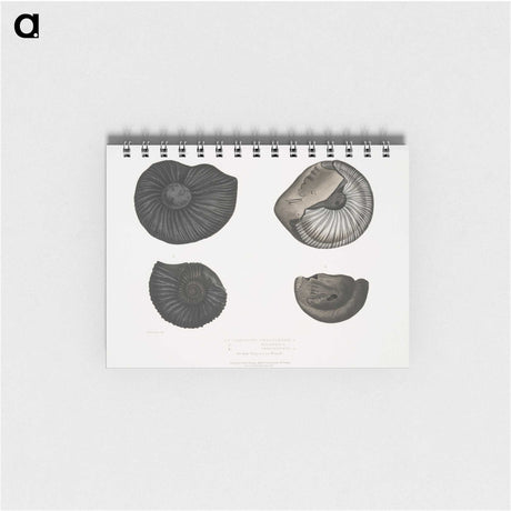 1-45_Indian-Zoology_memo