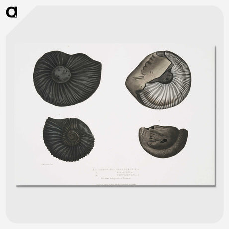 1-45_Indian-Zoology_picture-crop