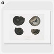1-45_Indian-Zoology_picture