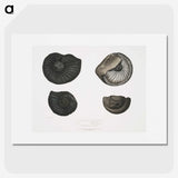 1-45_Indian-Zoology_picture