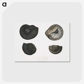 1-45_Indian-Zoology_postcard