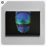 1-45_Insects-Unlocked-Project_canvas