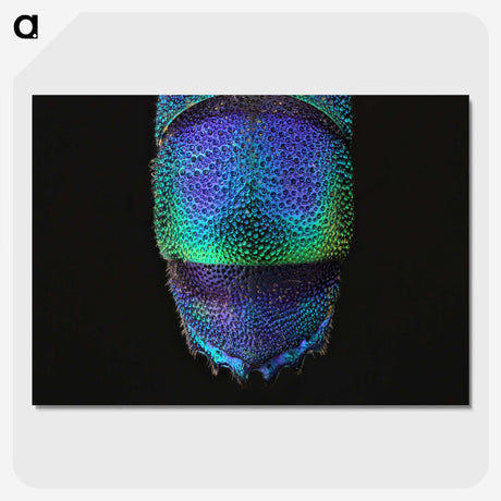 1-45_Insects-Unlocked-Project_picture-crop