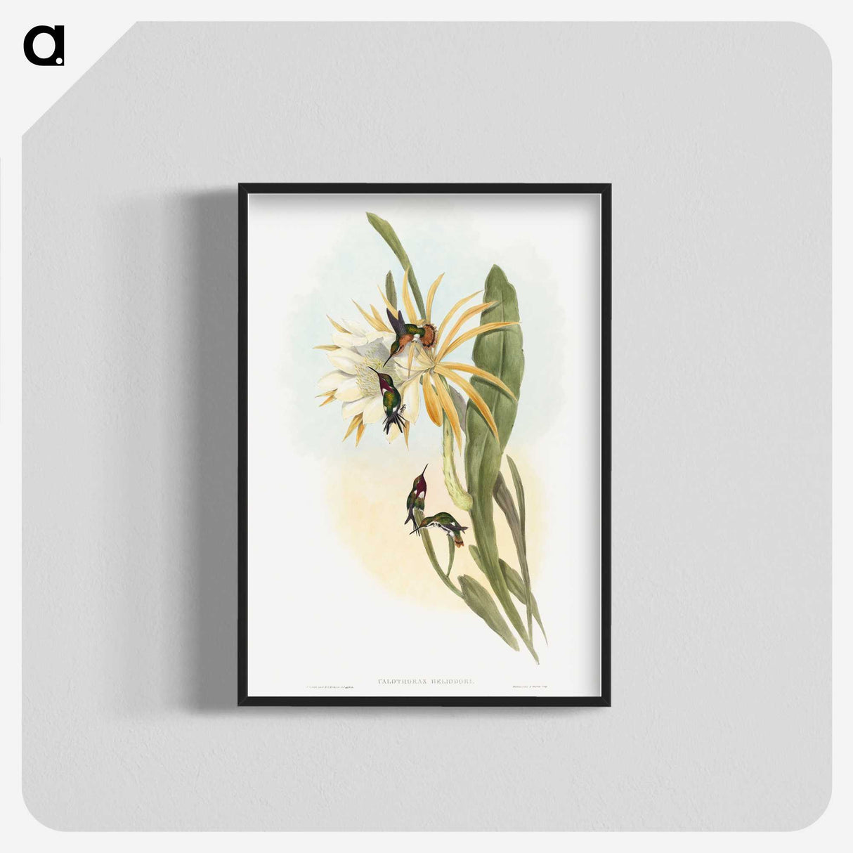 1-45_John-Gould_blk-crop