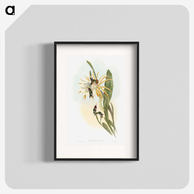 1-45_John-Gould_blk