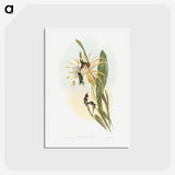 1-45_John-Gould_hagaki