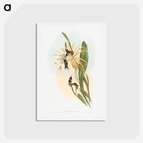 アートポストカード-Calothorax heliodori
 - ジョン グールド Postcard.