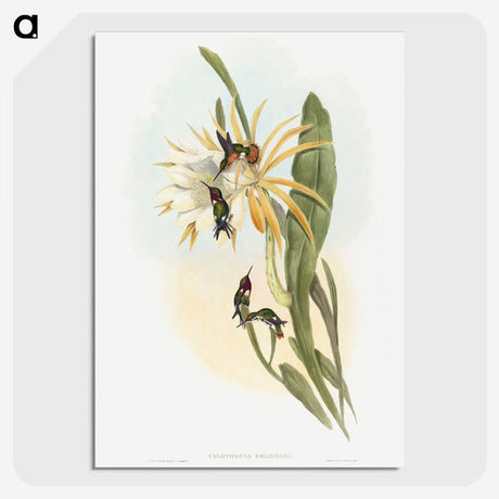 1-45_John-Gould_picture-crop