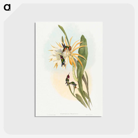 アートポストカード-Calothorax heliodori
 - ジョン グールド Postcard.