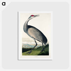 アートポストカード-Hooping Crane
 - ジョン ジェームス オーデュボン Postcard.