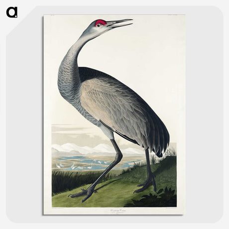 1-45_John-James-Audubon_picture-crop