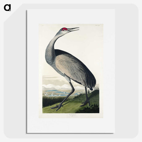 1-45_John-James-Audubon_picture