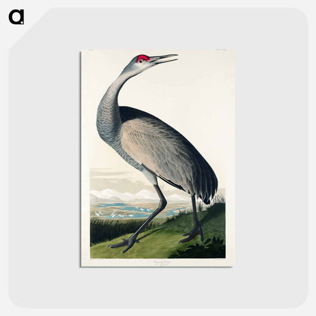 アートポストカード-Hooping Crane
 - ジョン ジェームス オーデュボン Postcard.