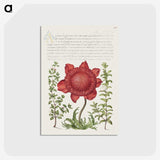 1-45_Joris-Hoefnagel_postcard