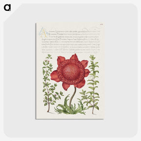 1-45_Joris-Hoefnagel_postcard