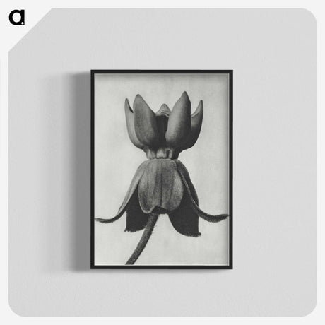 1-45_Karl-Blossfeldt_blk-crop
