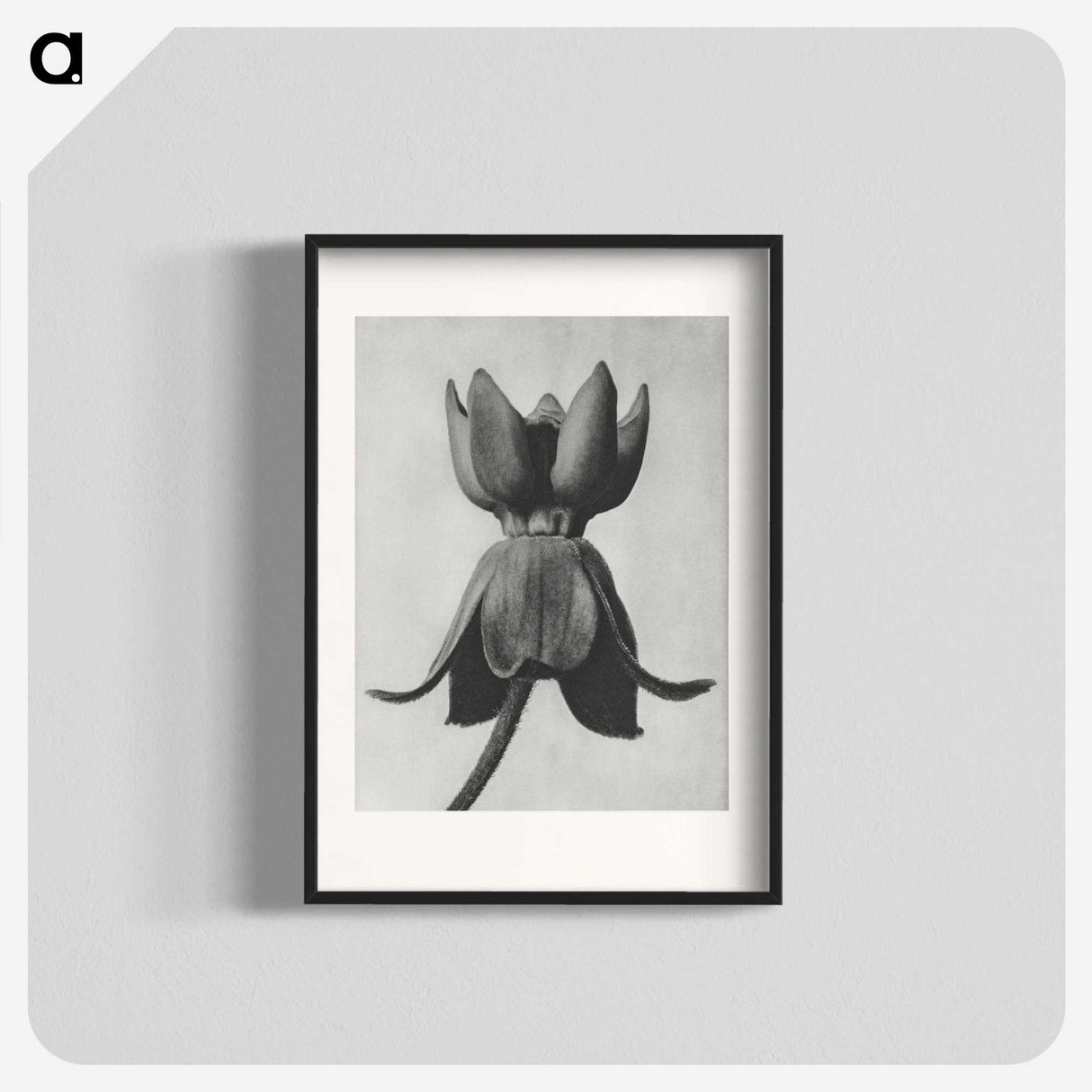 1-45_Karl-Blossfeldt_blk