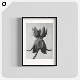 1-45_Karl-Blossfeldt_blk