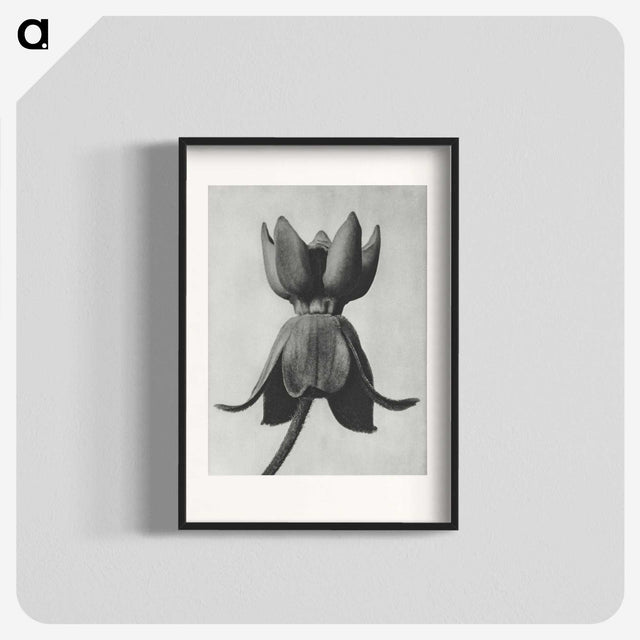 1-45_Karl-Blossfeldt_blk
