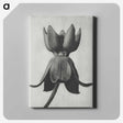 1-45_Karl-Blossfeldt_canvas