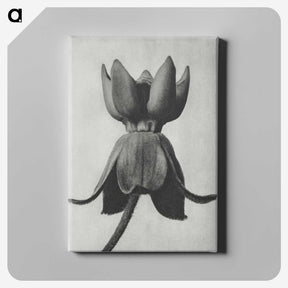 1-45_Karl-Blossfeldt_canvas