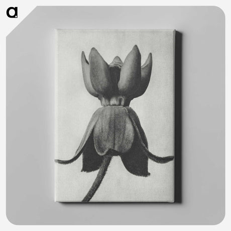 1-45_Karl-Blossfeldt_canvas