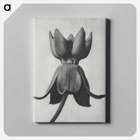 アートパネル-Asclepias syriaca - カール ブロスフェルト Canvas.