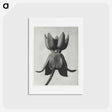 アートポストカード-Asclepias syriaca - カール ブロスフェルト Postcard.