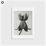 アートポストカード-Asclepias syriaca - カール ブロスフェルト Postcard.