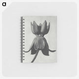 1-45_Karl-Blossfeldt_memo
