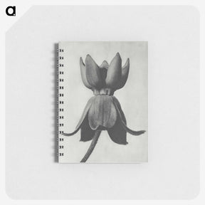 1-45_Karl-Blossfeldt_memo