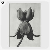 1-45_Karl-Blossfeldt_picture-crop