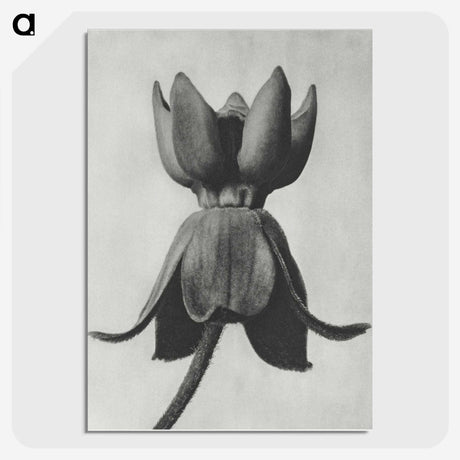 1-45_Karl-Blossfeldt_picture-crop