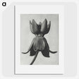1-45_Karl-Blossfeldt_picture
