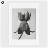 1-45_Karl-Blossfeldt_picture